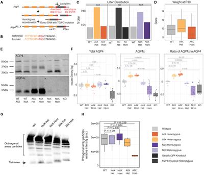 Evaluation of gliovascular functions of AQP4 readthrough isoforms